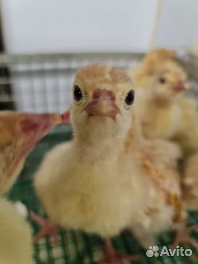 Инкубационное яйцо индейки