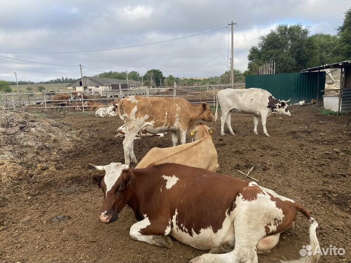 Коровы, Айширки.Подробные цены в описании