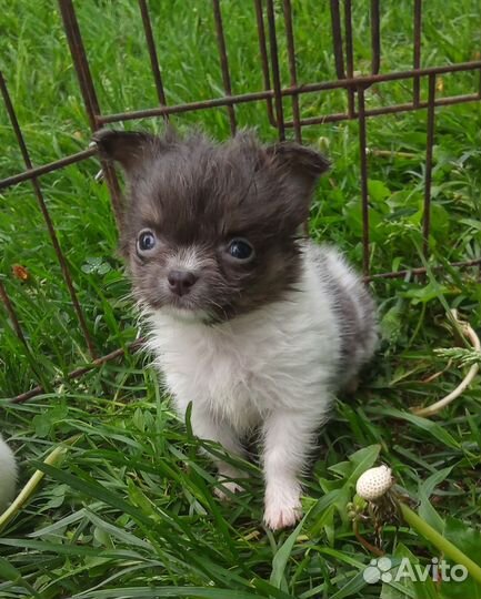 Чихуахуа мини девочка