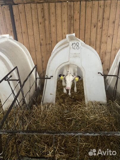 Бычки. Телята