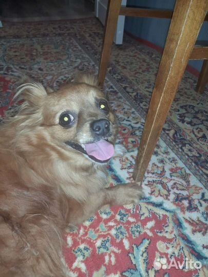 Собака пекинес