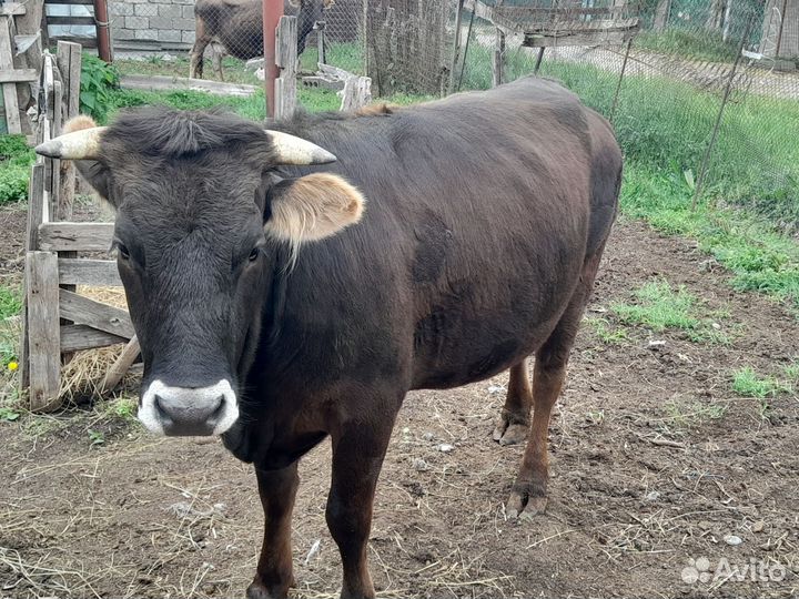 Телка 2 года