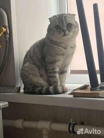 Шотландский кот вязка