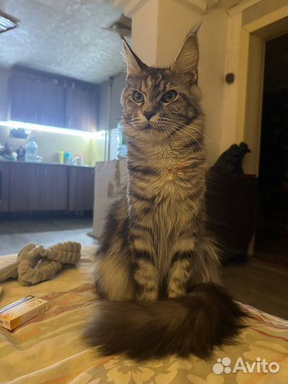 Котята отдам бесплатно