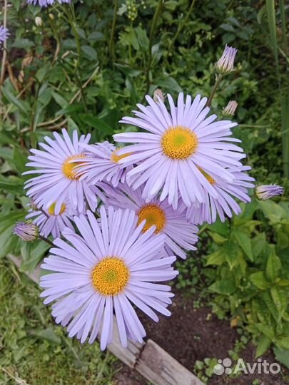 Многолетники из своего сада