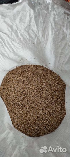 Ячмень с доставкой