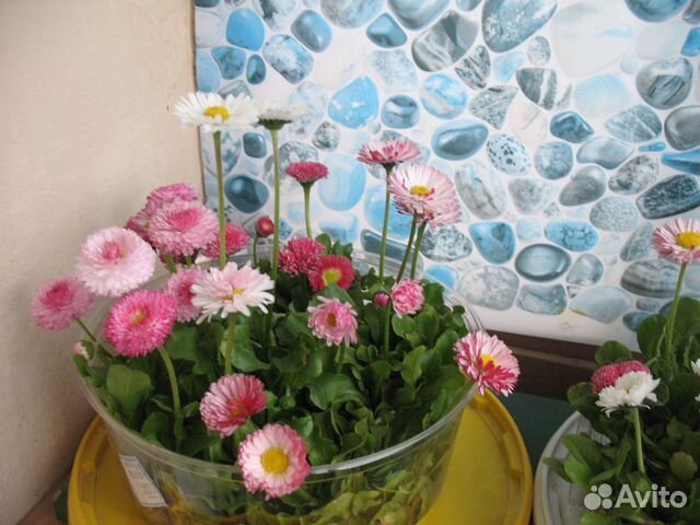 Многолетники: хосты, мох, маргаритки