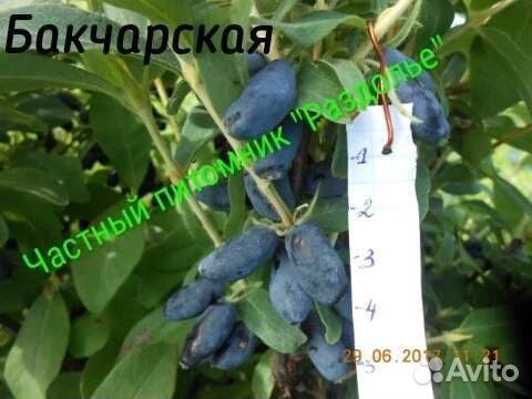 Жимолость