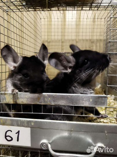 Ферма Шиншилл