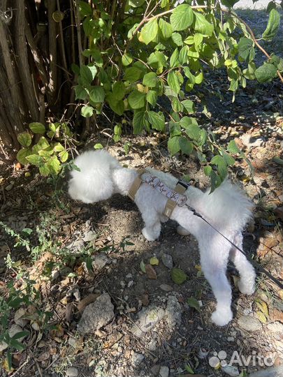 Шлейка для собаки