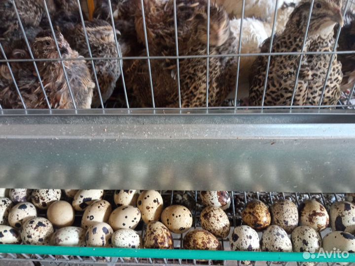 Яйца перепелиные