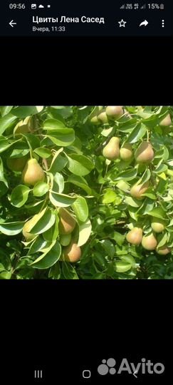 Саженцы груши