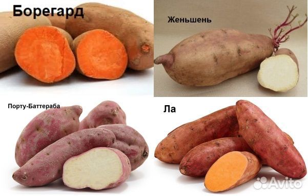 Рассада батата (черенки)