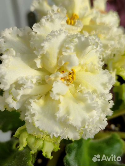 На любой вкус