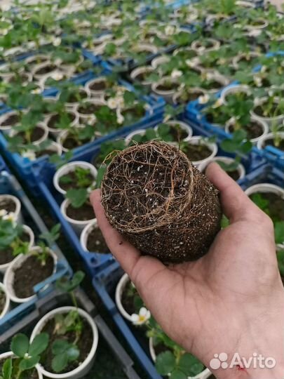 Рассада клубники Азия