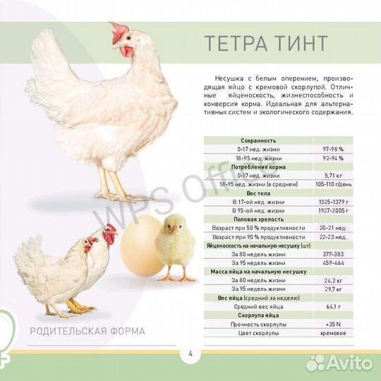 Инкубационное яйцо Венгерский великан и несушка