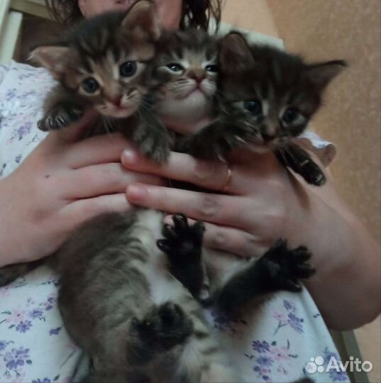 Кошка