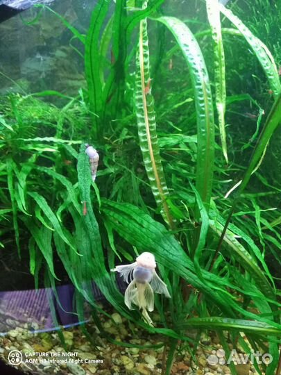 Креветки Вишня, Рэд Черри