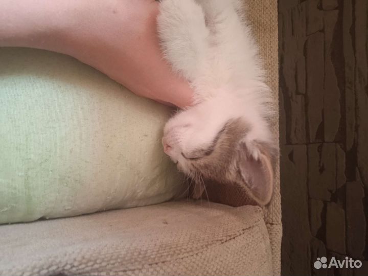 Котята в добрые и любящие руки