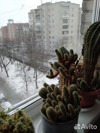 Кактусы композиция