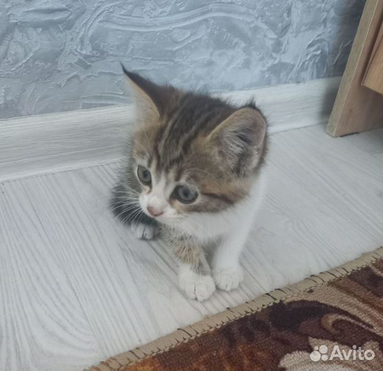 Котенок