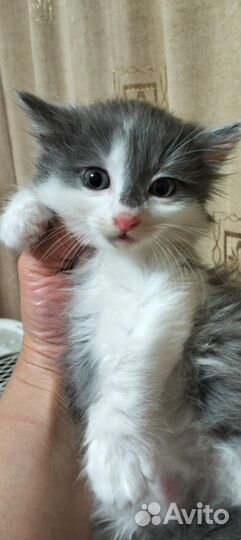 Котенок