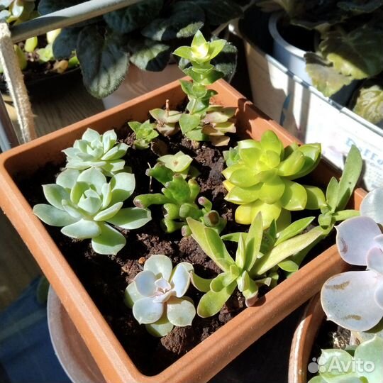 Толстянка, суккуленты