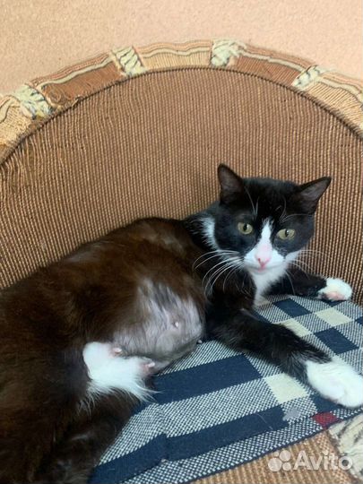 Кошка в дар