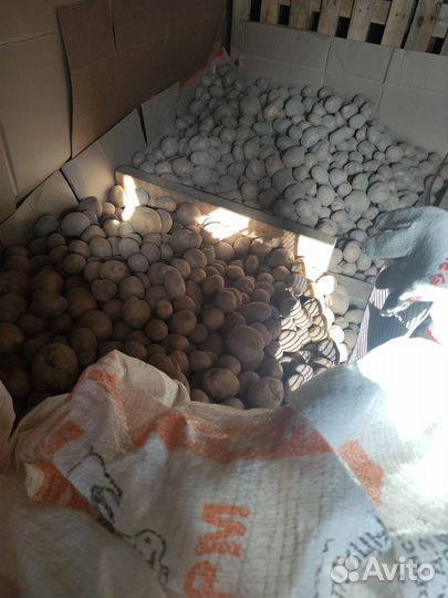 Картофель, картошка