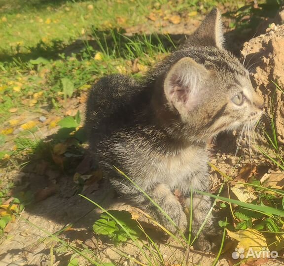 Котята в добрые руки бесплатно