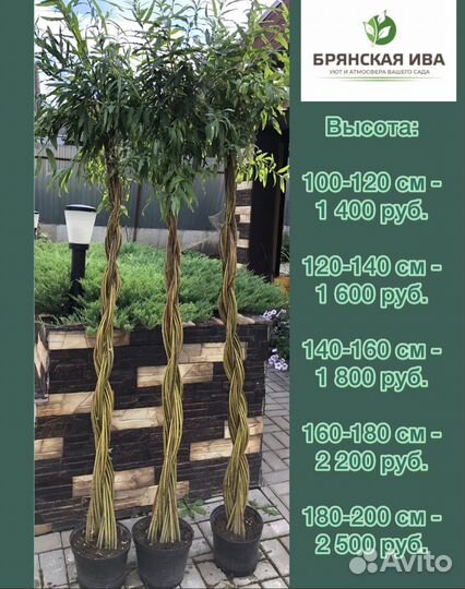 Живое дерево витое