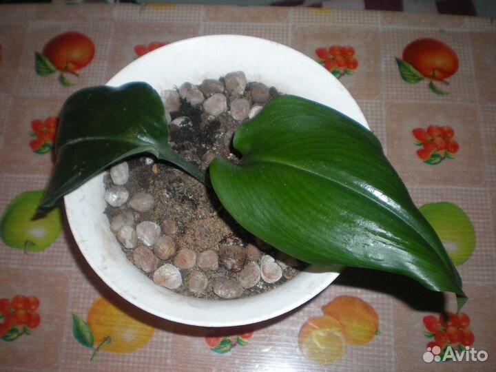 Эухарис,рео,алоэ, традесканция