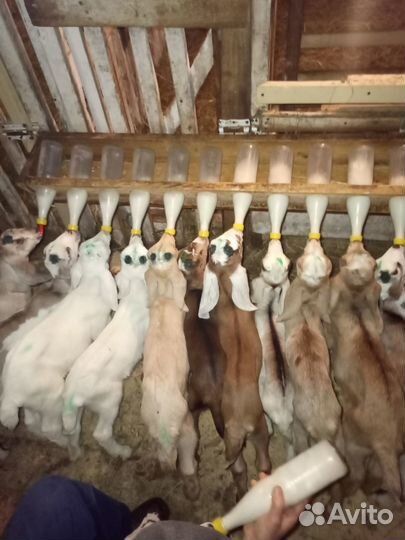 Козы и козлята