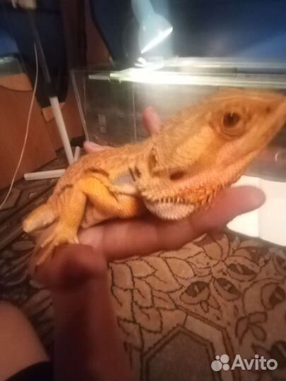 Агама, эублефар