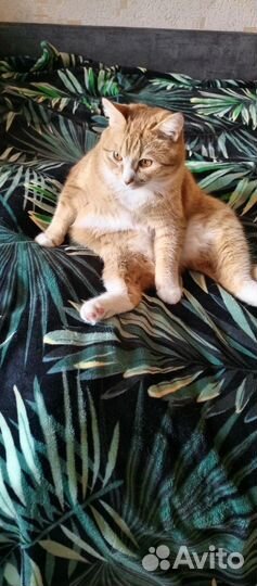 Рыжий кот