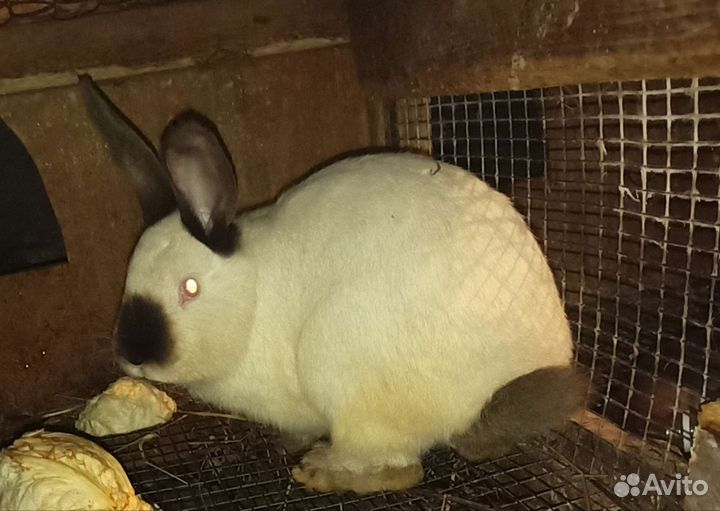 Вязка кроликов