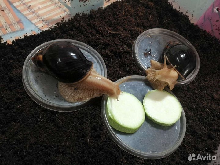 Улитки ахатины бесплатно