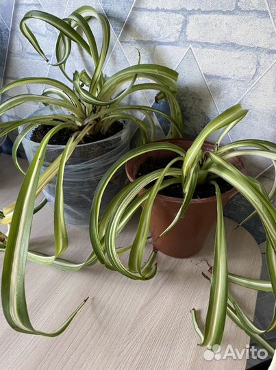 Хлорофитум