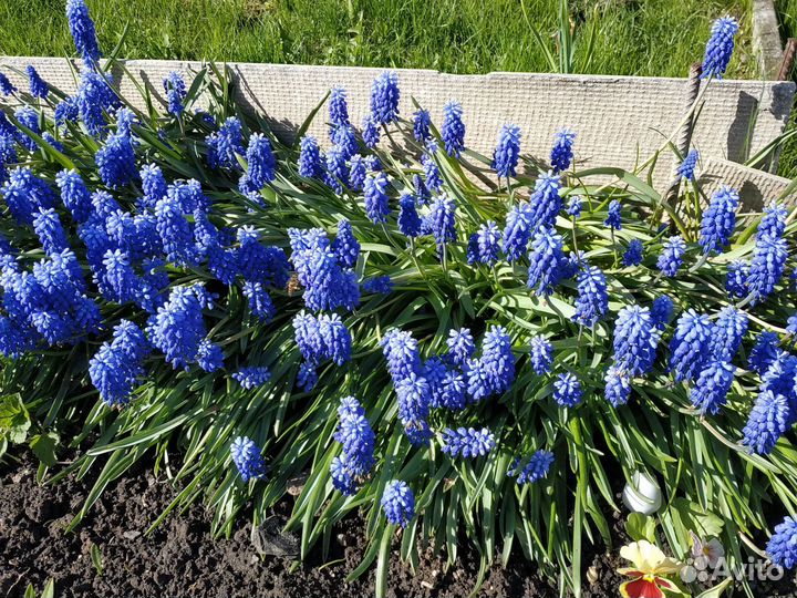 Галантус, мускари, примула, молочай