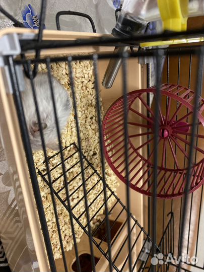 Хомяк с клеткой