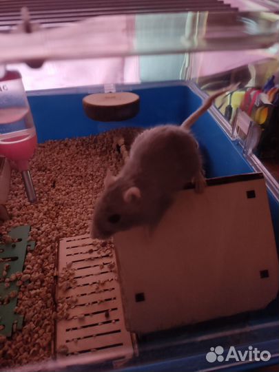 Монгольская песчанка