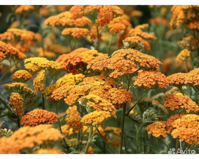 Тысячелистник обыкновенный Tricolor