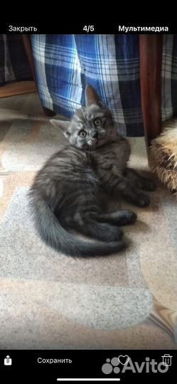 Котенок в добрые руки