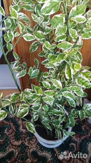 Педилантус