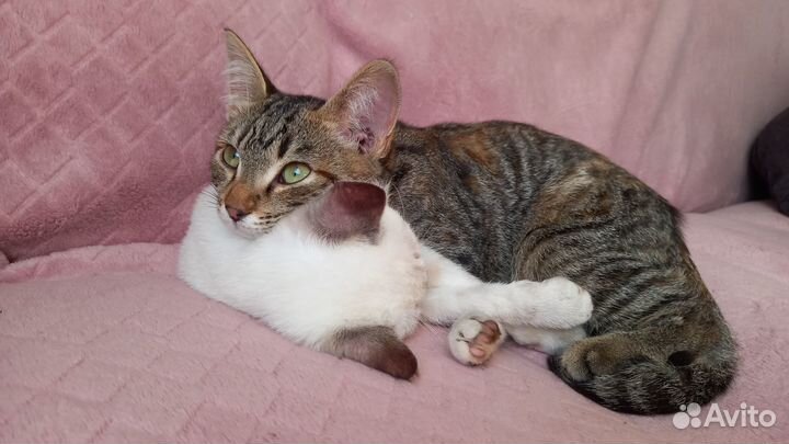 Котята в добрые руки