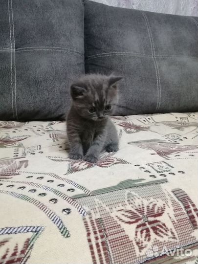 Шотландская вислоухая кошечка