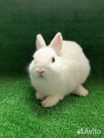 Чистопородные Гермелины