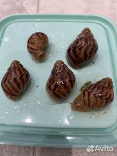 Улитка ахатина Иммакулята