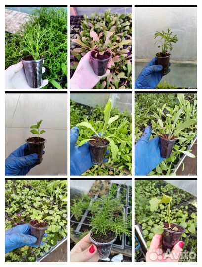 Цветы для Вашего прекрасного сада