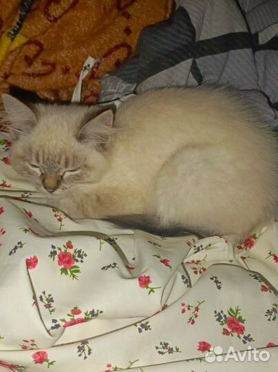 Тайская кошечка